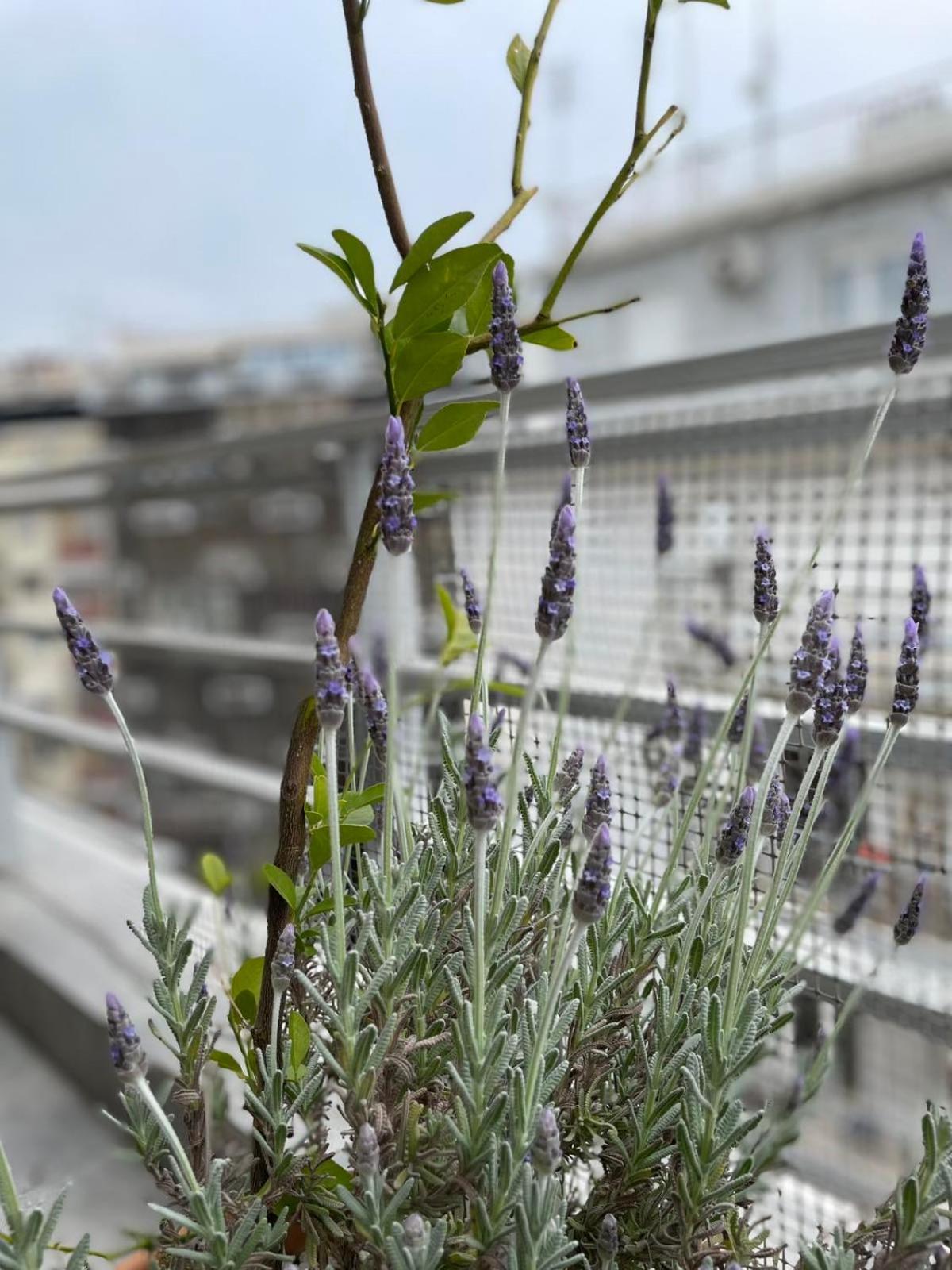 Domus City Apartment With Wonderful Balcony Thessaloniki Exterior foto